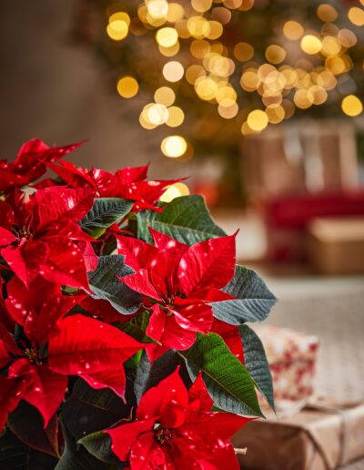 Weihnachtssterne Poinsettia verbreiten romantische Stimmung